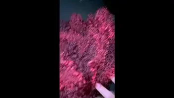 Tiktok celebrity goes viral on the internet! - Celebridad de Tiktok se vuelve viral en internet!