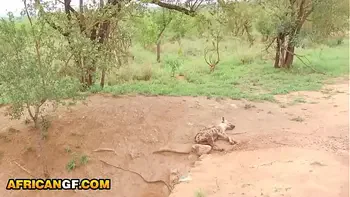 Real Black Babe Pussy Railed POV By Hung White Tourist In Safari Van