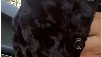 Risky Outdoors Squirting With Passing Car Surprise - British Mature Pov Stepmom