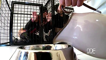 Nick Lang tames 2 beauties in cat role play [Part 1]