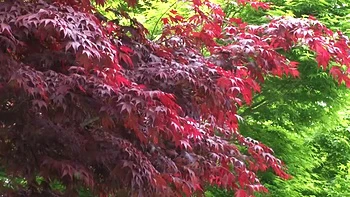 XACIMPFDTPVZFKQGSY42JUR501