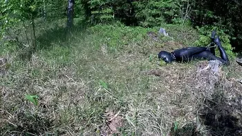 Outdoor hogtie in hot summer day.