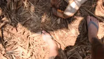 danu a bunda no mato