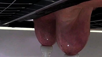 HuCows Manuela On The Milking Bed