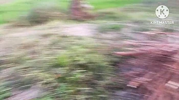 Brother-in-Law Pounds New Indian Bhabhi Hard Anal in Mustard Field