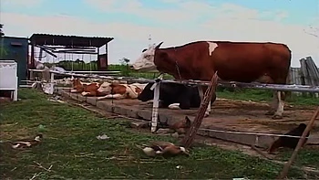 Vintage Blonde Milf Fucked Hard in Barn and Outdoors
