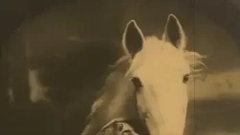 Vintage Babes With Pets